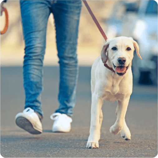 Person walking a dog