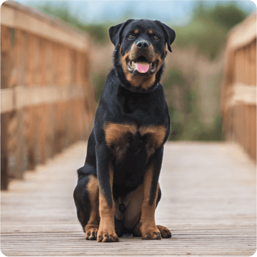 Person walking a dog