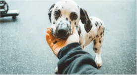 Picture of Stephanie S's dog